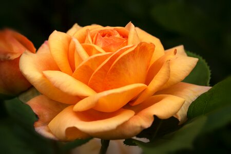 English roses austin roses rosaceae