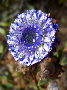 Lilac blue detail photo