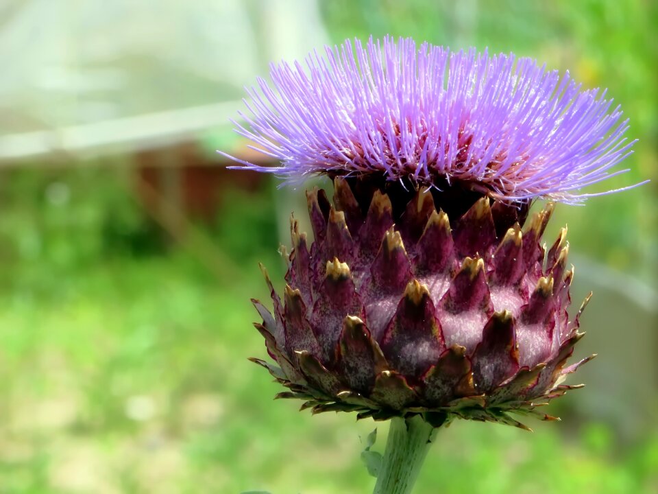 Vegetable garden plant