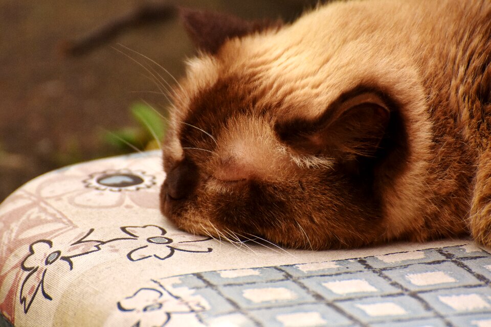 Cat mieze animal world