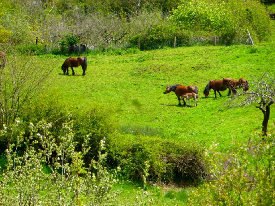 Ibarra (Aramayona) 033