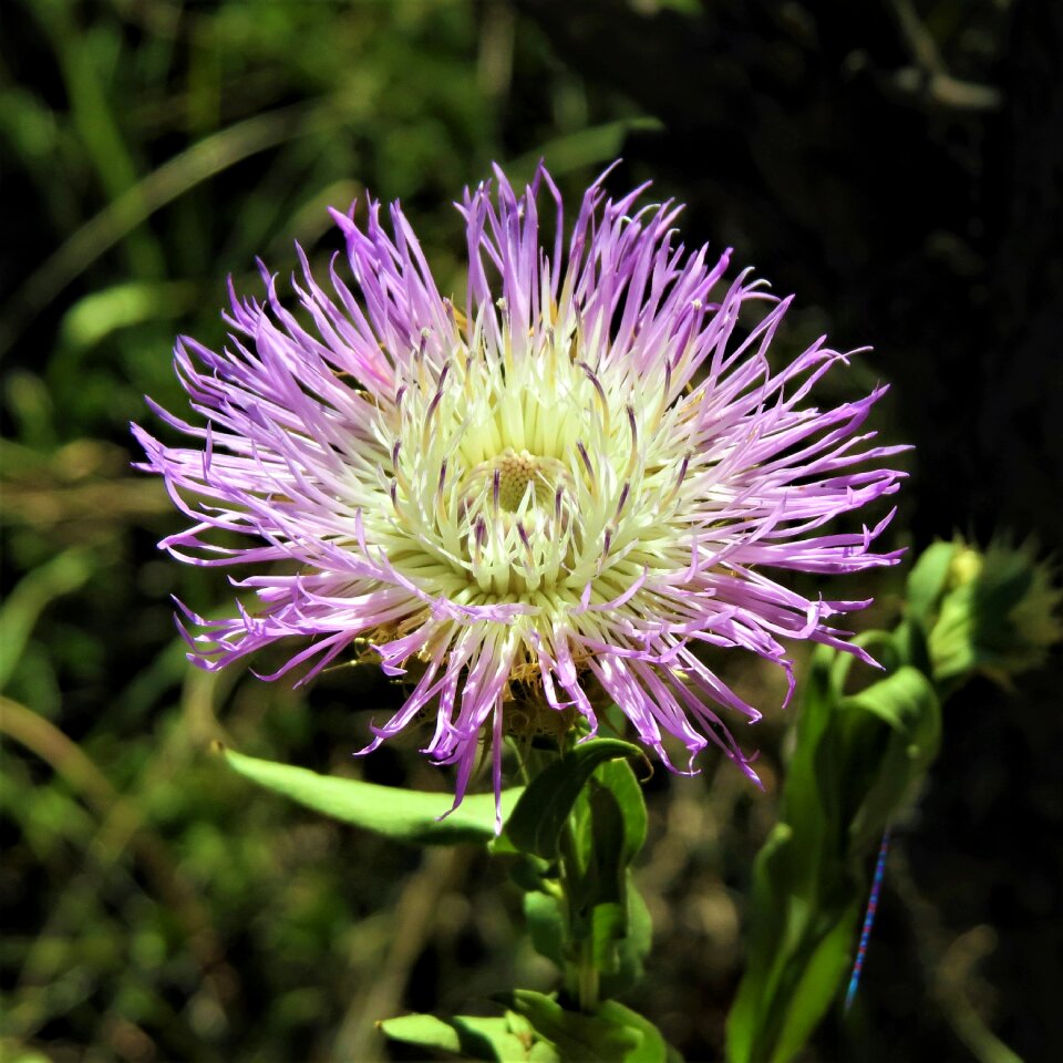 White green wild flower photo