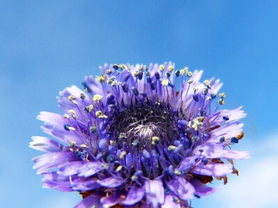 Lilac blue detail