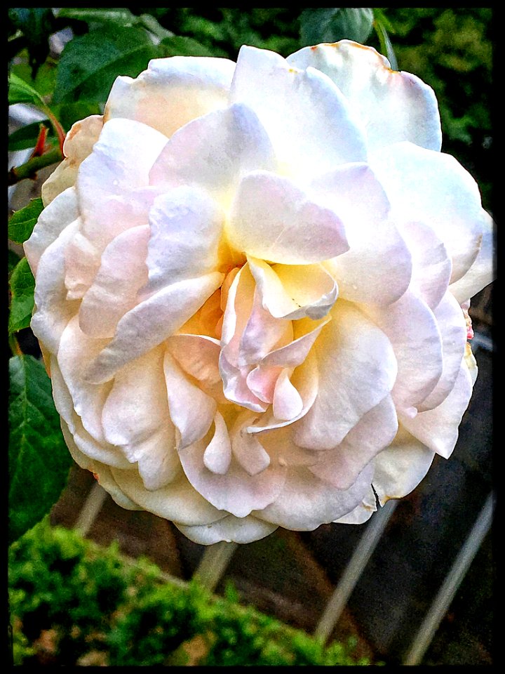 I Never Promised You A Rose Garden (161707167)