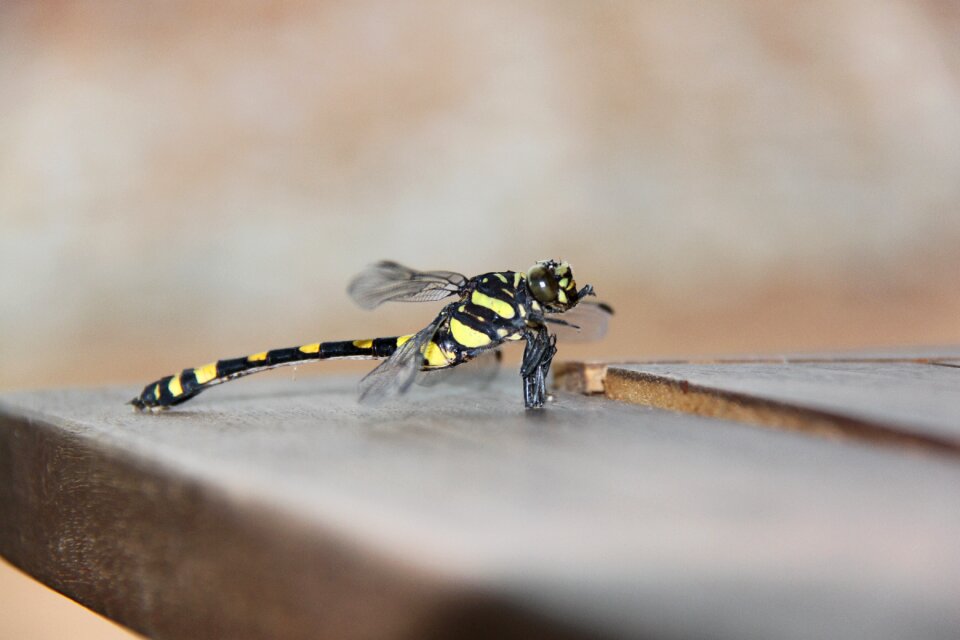 Insect macro exotic