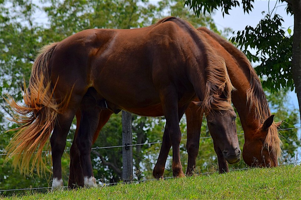 Nature farm mammal photo