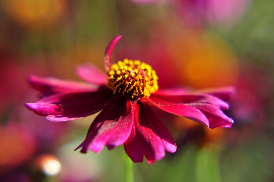 Close up red flower garden
