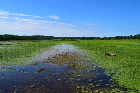 Water nature swamp