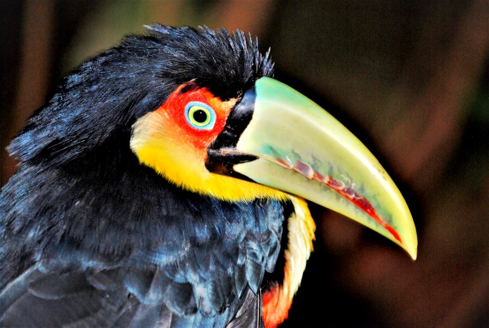 Il Tucano Brasiliano Nervoso (234774525)