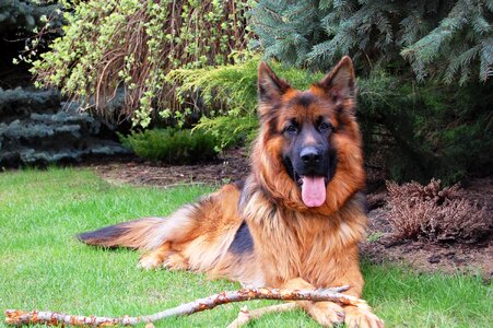 Long-haired grass lie photo