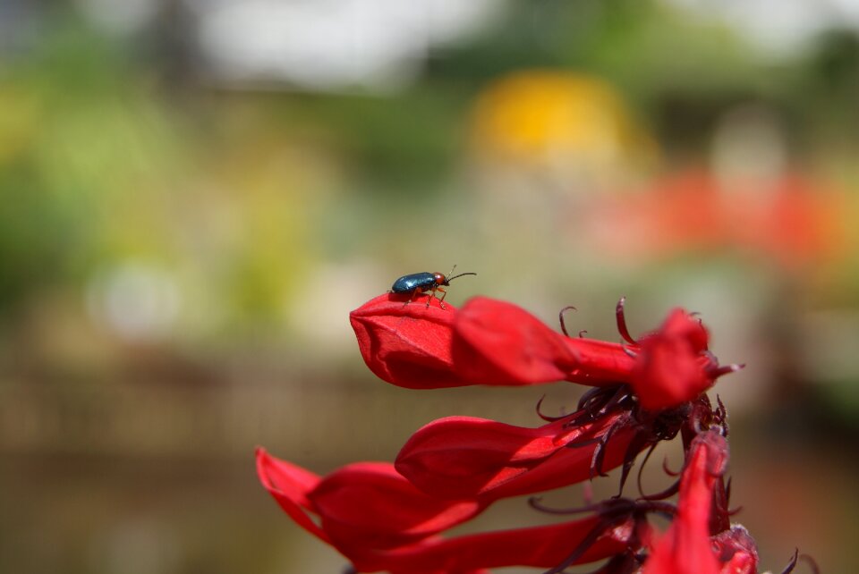 Red nature outdoors