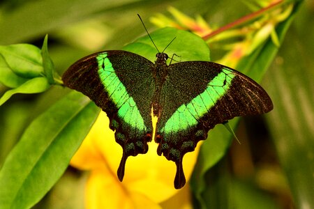 Green peacock papilio