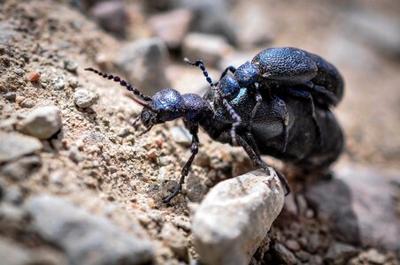 Insect blue nature