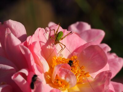 Rose summer garden photo