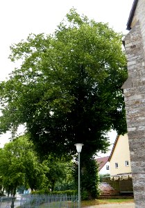 Iggenhausen - Linde an der Kirche