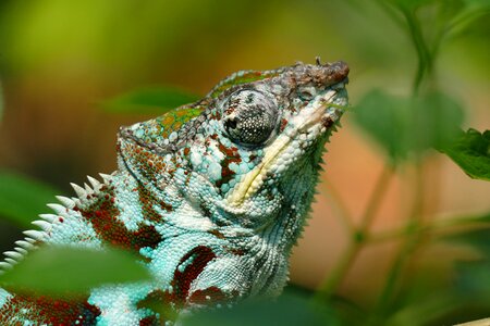 Lizard zoo color