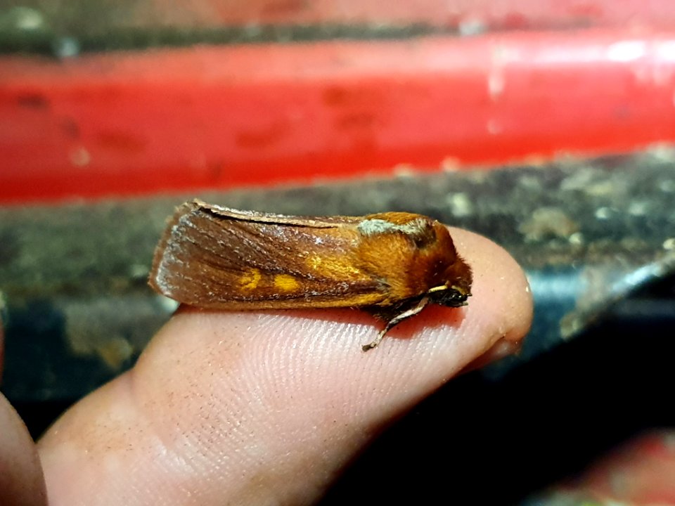 Ichneutica purdii 107667950