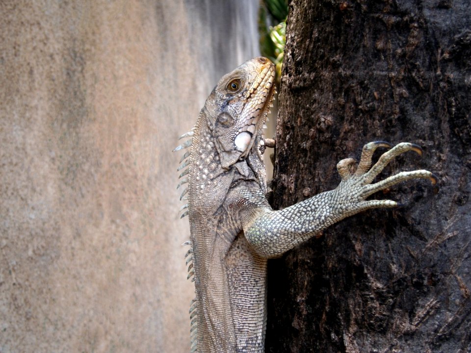 Iguana skin