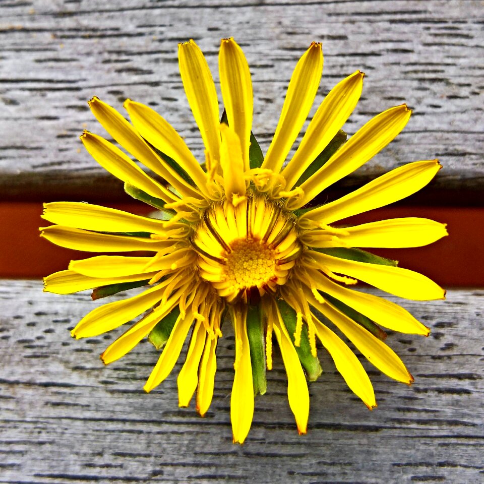 Yellow petals grassland plants medicinal plant