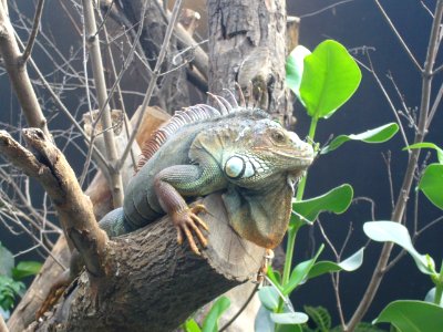 Iguana iguana, Zoo de Vincennes 08 photo
