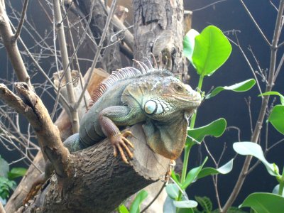 Iguana iguana, Zoo de Vincennes 08