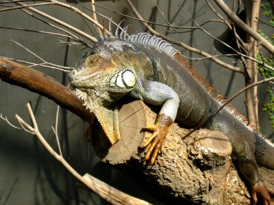 Iguana iguana, Zoo de Vincennes 05 photo