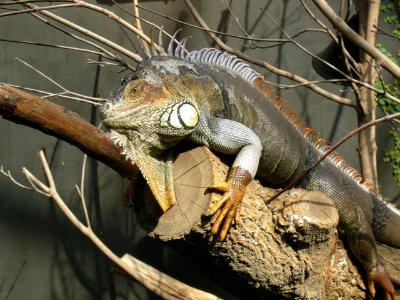 Iguana iguana, Zoo de Vincennes 05