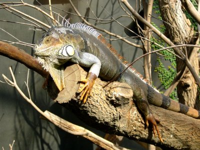 Iguana iguana, Zoo de Vincennes 03 photo