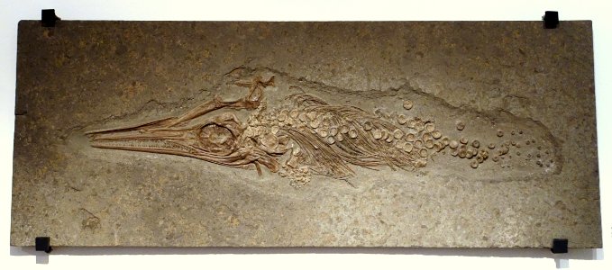 Ichthyosaurus sp., young - Naturhistorisches Museum, Braunschweig, Germany - DSC05086