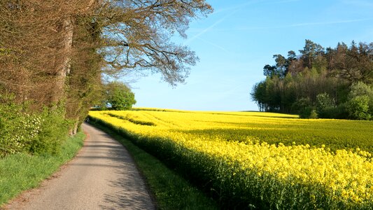 Field of rapeseeds road edge of the woods photo
