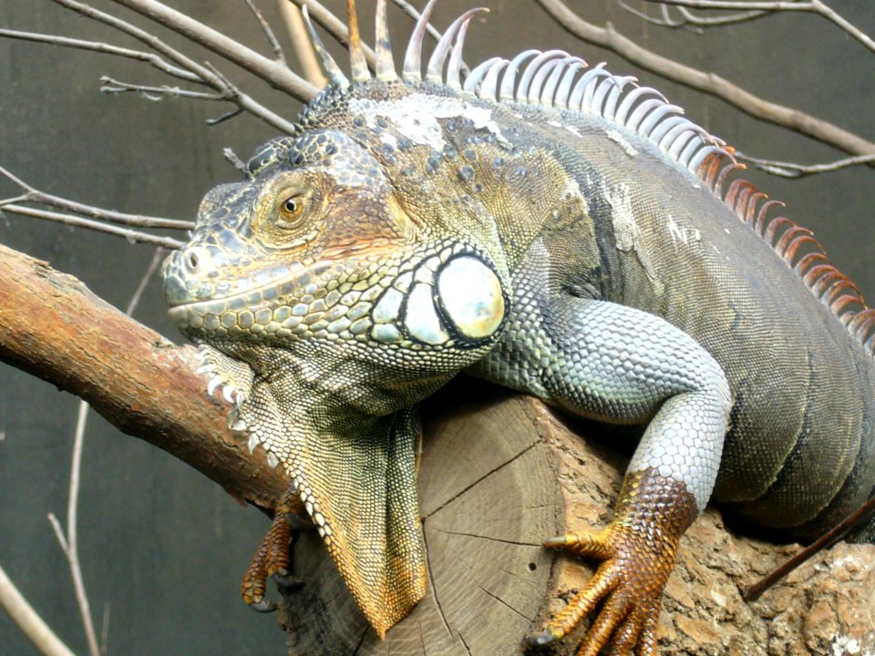 Iguana iguana, Zoo de Vincennes 12