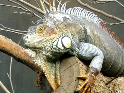 Iguana iguana, Zoo de Vincennes 12 photo