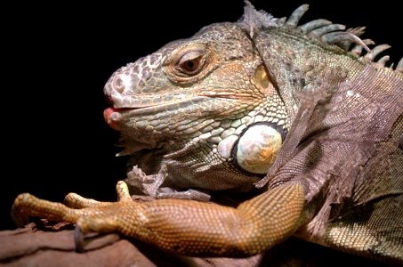 Iguana-Melbourne-Zoo-20070224-002