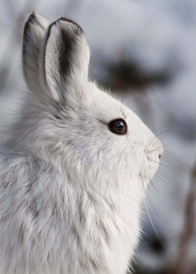 Nature outdoors fluffy