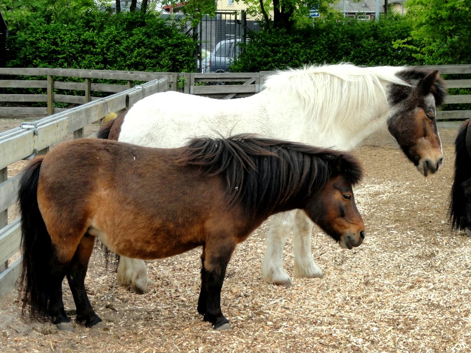 Icelandic ponies - Copenhagen Zoo - DSC08963