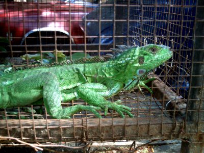 Iguana Margariteña 02