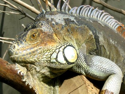 Iguana iguana, Zoo de Vincennes 10