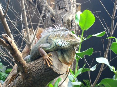 Iguana iguana, Zoo de Vincennes 07 photo