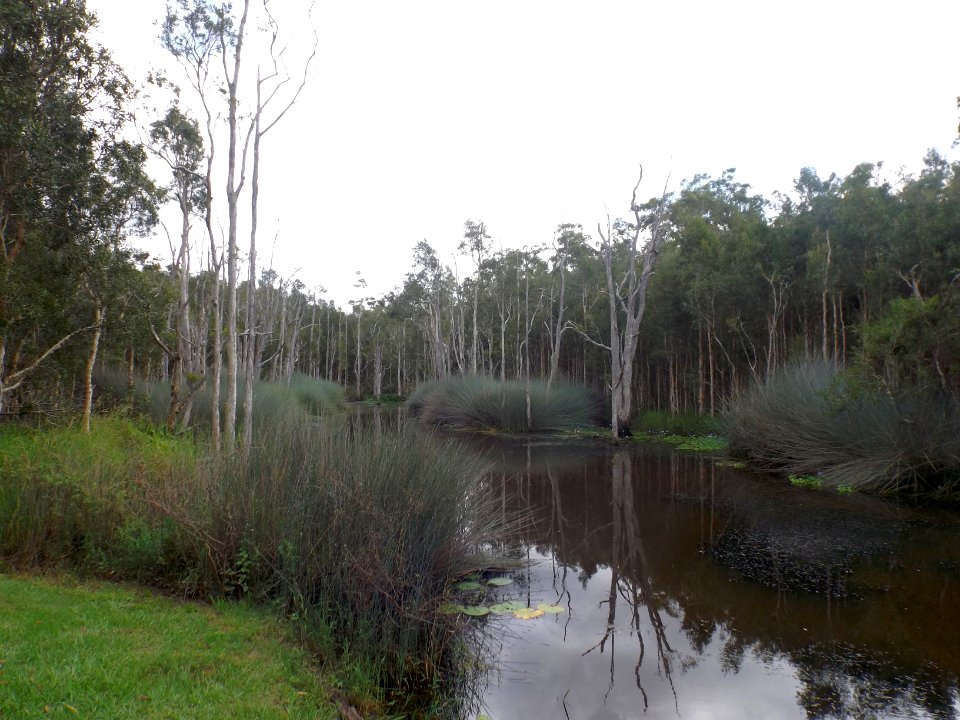 Illaweena Lagoon 2, Karawatha Forest