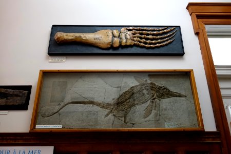 Ichthyosaurus communis with Pliosauroid forelimb - Redpath Museum - McGill University - Montreal, Canada - DSC07788