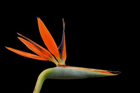 Orange exotic color