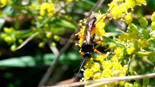 Ichneumon lotatorius 6398019