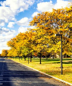 Yellow nature trees