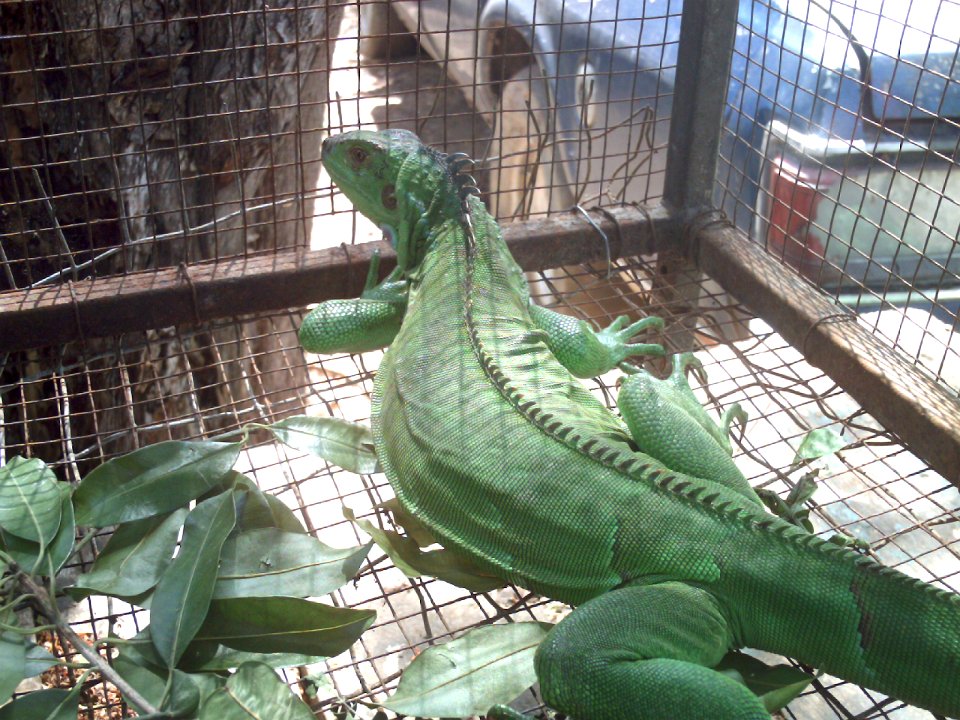 Iguana Margariteña 01