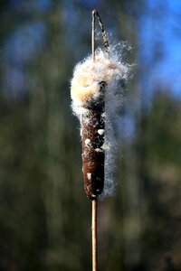Marsh plant plant seeds
