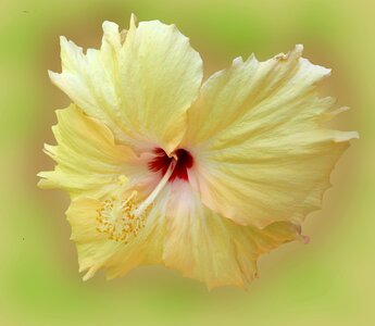 Bloom yellow plant