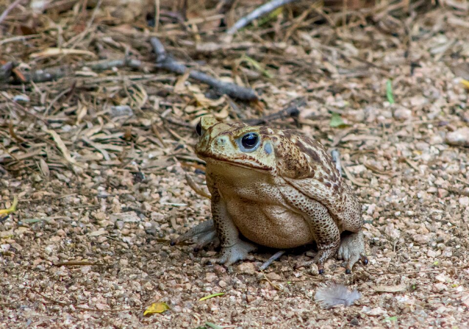 Wildlife nature bufo