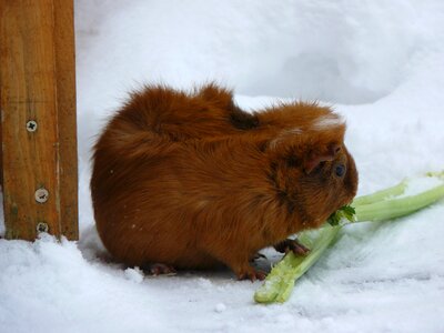 Celery pet fur