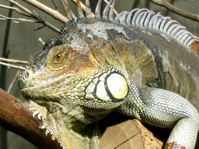 Iguana iguana, Zoo de Vincennes 09