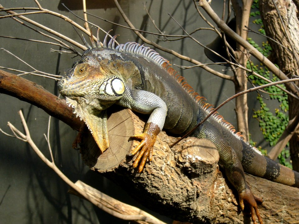 Iguana iguana, Zoo de Vincennes 01